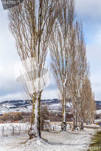 Image of Poplars in countryside holding fresh snow in winter