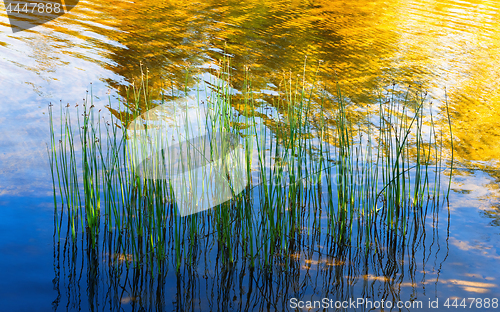 Image of Reflection Of Water Plants And Sunlight In The Lake