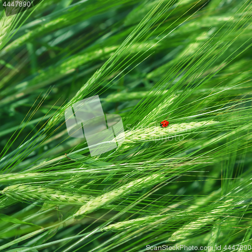 Image of Green Natural Background Of Cereal Spike With Ladybug