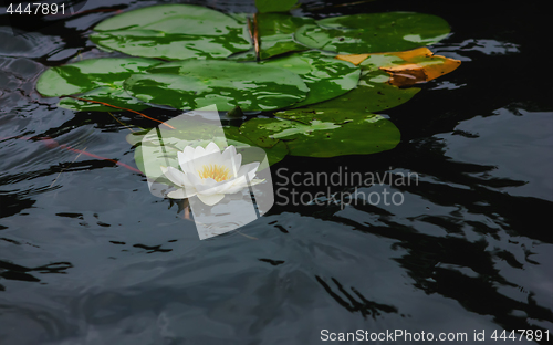 Image of White Water Lily On The Black Water Surface