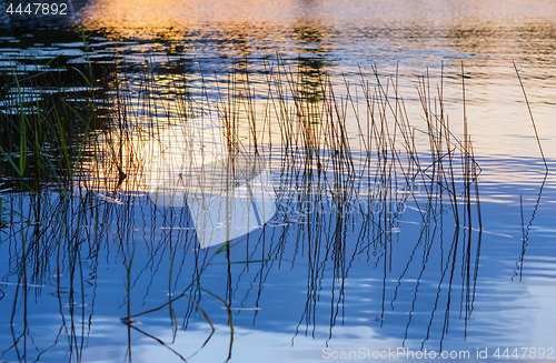 Image of Golden Sunset Reflected In The Water With Growing Grass