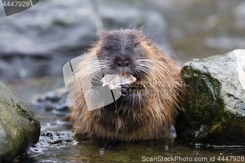 Image of Coypu is eating