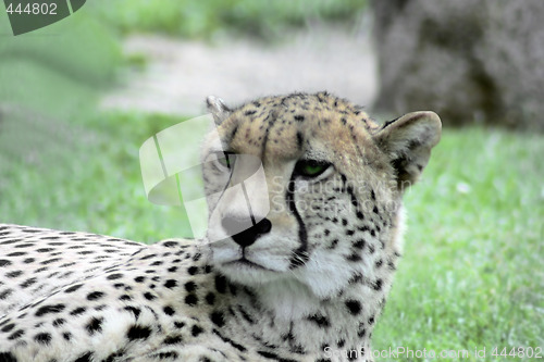 Image of Cheetah