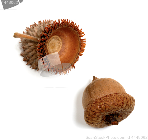 Image of Autumn acorns on white