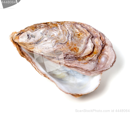 Image of Empty seashell from oyster