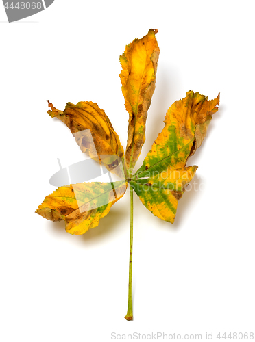 Image of Dry autumn leaf of chestnut