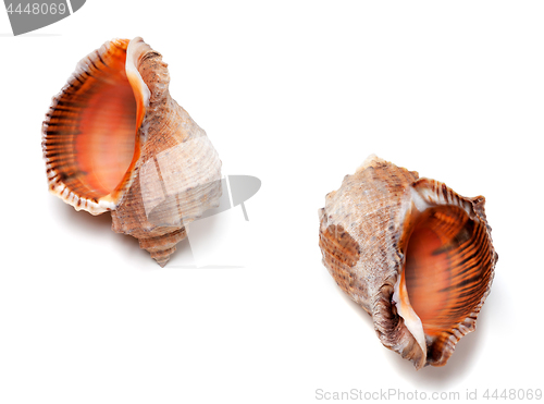 Image of Two empty shells from rapana venosa