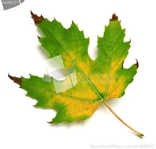 Image of Autumn multicolor maple leaf