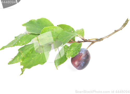 Image of Plum with twig and leaves on white