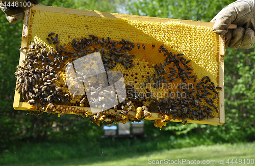 Image of Brood comb with bees