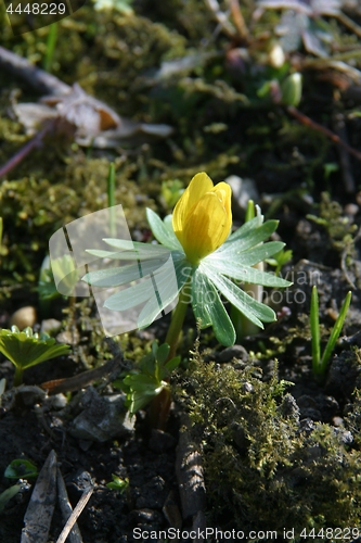 Image of Spring flower