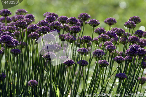 Image of Herb flowers