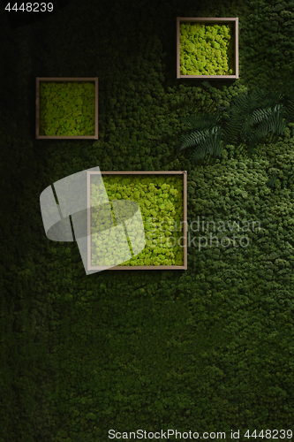 Image of Dark green moss wall