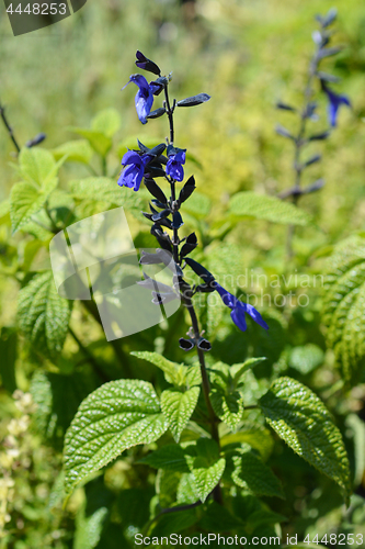 Image of Anise-Scented Sage