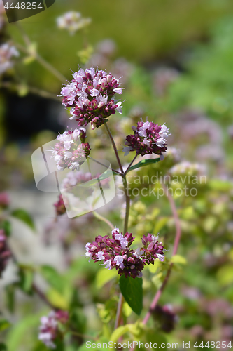 Image of Oregano flowers