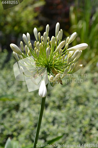 Image of Lily of the Nile Albus