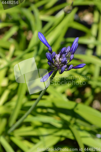 Image of African lily Northern Star