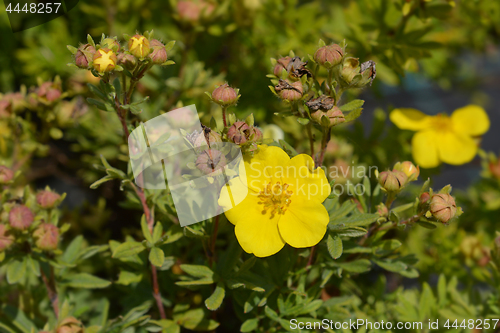 Image of Elizabeth Cinquefoil