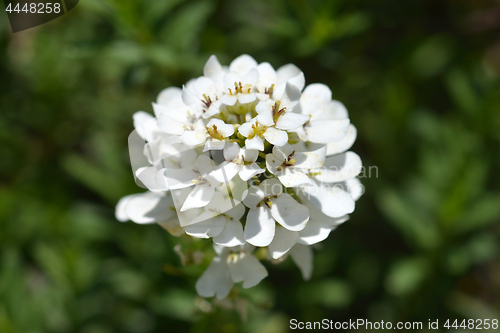 Image of Evergreen Candytuft