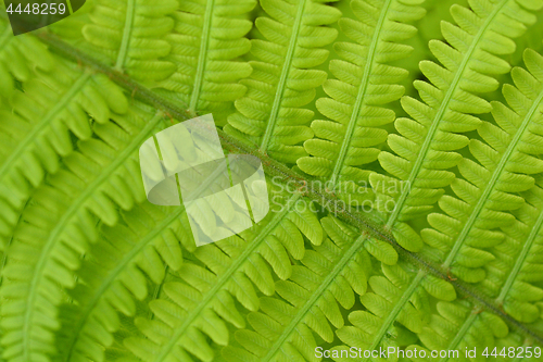 Image of Ostrich fern