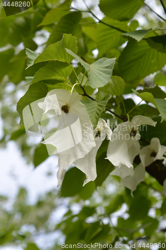 Image of Handkerchief tree