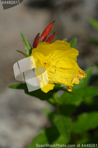 Image of Narrowleaf evening primrose