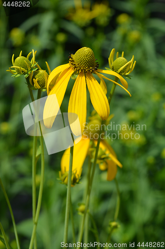 Image of Autumn Sun Coneflower