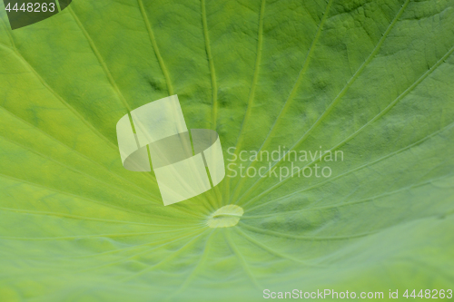 Image of Green leaf