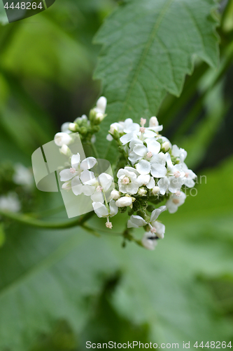 Image of Glade mallow