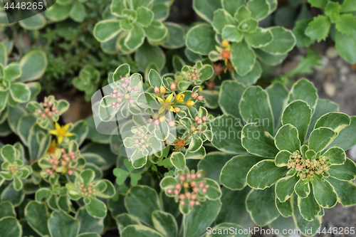 Image of Russian stonecrop