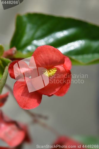 Image of Dragon wing red begonia