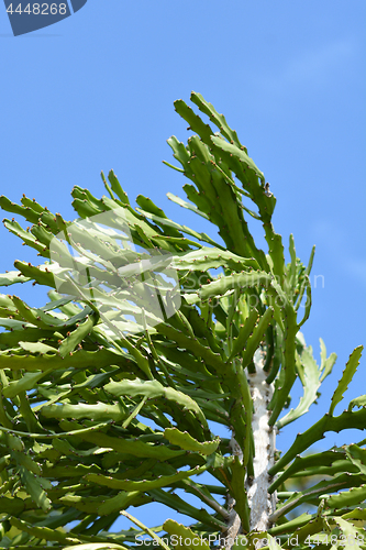 Image of Endemic Succulent