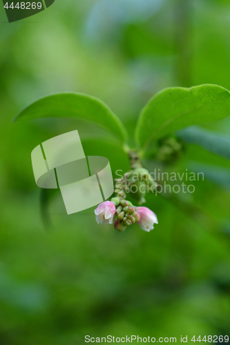 Image of Coralberry flowers