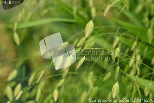 Image of Northern Sea Oats