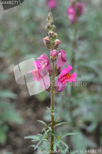 Image of Snapdragon