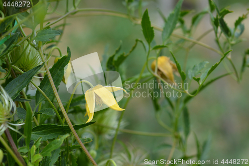 Image of Golden Clematis