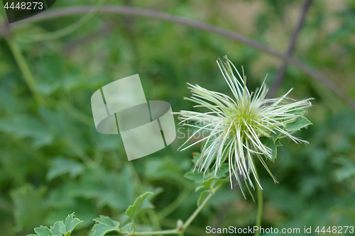 Image of Golden Clematis