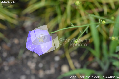 Image of Carpathian Bellflower