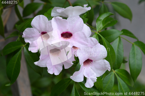 Image of Pink bower vine