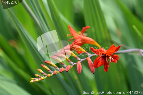 Image of Montbretia Lucifer