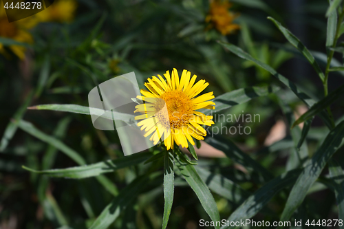 Image of Swordleaf Inula