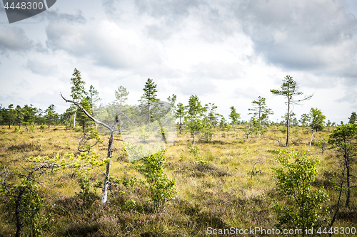 Image of Landscape with small trees in the wilderness