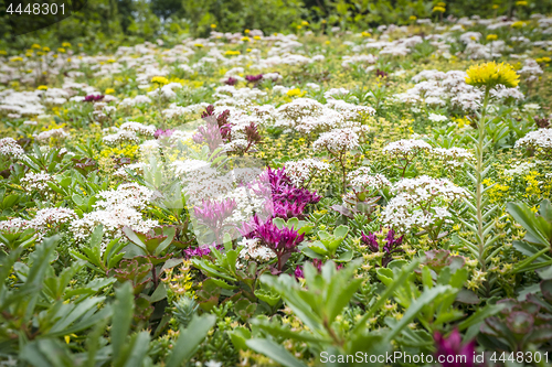 Image of Various flowers on a meadow