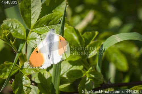 Image of Orange tip butterfly on a grass straw
