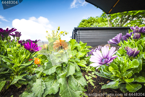 Image of Colorful flowers in a flowerbed on a terrace