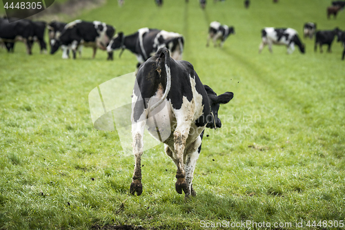 Image of Black and white cow jumping in joy on a field