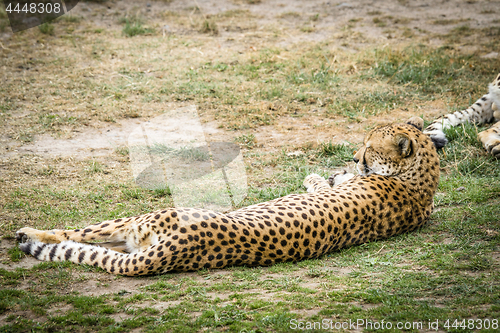 Image of Leopard sleeping in the sun on a green area