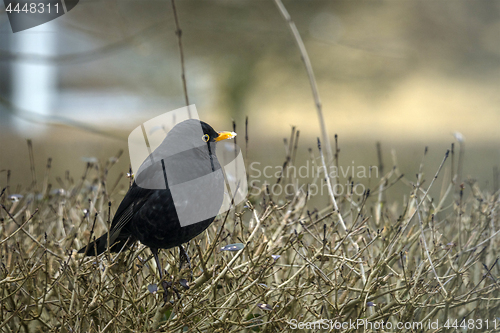 Image of Blackbird on a hedge in the winter