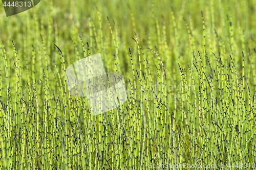 Image of Horsetail plants side by side on a meadow