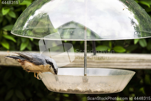 Image of Nuthatch bird on a feeding board